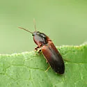 Ampedus brevis - Ampedus brevis