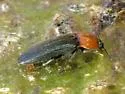 Red-collared Click Beetle - photo 2