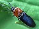 Red-collared Click Beetle - photo 3