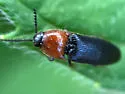 Red-collared Click Beetle - photo 4