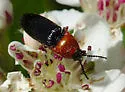 Red-collared Click Beetle - photo 5