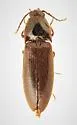 Ampedus deletus