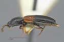 Ampedus dimidiatus - photo 2