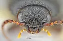 Ampedus dimidiatus - photo 3