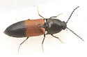 Ampedus dimidiatus - photo 4
