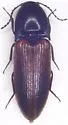 Ampedus evansi - Ampedus evansi