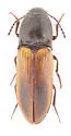 Ampedus evansi - photo 2