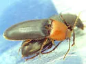 Ampedus fastus - photo 2