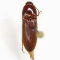 Ampedus fuscatus - photo 2