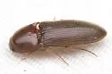Ampedus fuscatus - photo 4