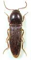 Ampedus fuscatus - photo 5