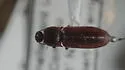 Ampedus fusculus