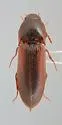 Ampedus fusculus - photo 4