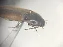 Ampedus fusculus - photo 5