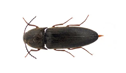 Ampedus impolitus