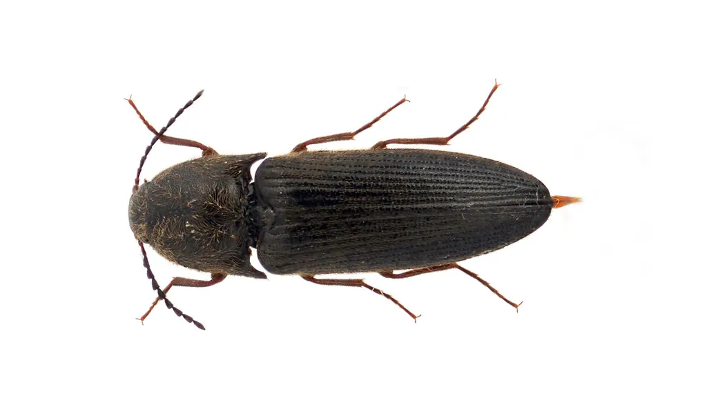 Ampedus impolitus - photo 2
