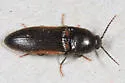 Ampedus laesus