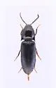 Ampedus laurentinus