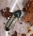 Ampedus linteus - Ampedus linteus