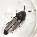 Ampedus linteus - photo 2