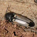 Ampedus linteus - photo 3