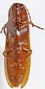 Ampedus longicornis - photo 4