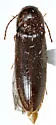 Ampedus longicornis - photo 5