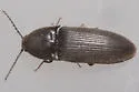 Ampedus luctuosus - Ampedus luctuosus