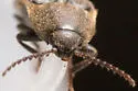 Ampedus luctuosus - photo 2