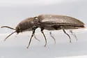 Ampedus luctuosus - photo 3