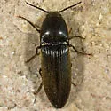 Ampedus luctuosus - photo 5
