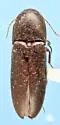 Ampedus melanotoides - photo 3