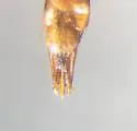 Ampedus melsheimeri - photo 4