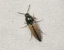 Ampedus militaris - photo 3