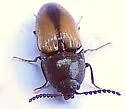 Ampedus militaris - photo 4