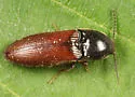 Ampedus mixtus - photo 4