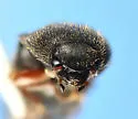 Ampedus molestus - photo 3