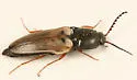 Ampedus nigricollis