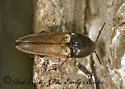 Ampedus nigricollis - photo 2