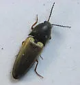 Ampedus nigricollis - photo 3
