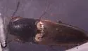 Ampedus nigricollis - photo 4