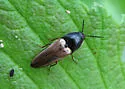 Ampedus nigricollis - photo 5