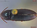 Ampedus nigrinus