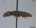 Ampedus nigrinus - photo 2