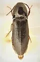 Ampedus nigrinus - photo 3
