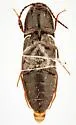 Ampedus nigrinus - photo 5