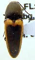 Ampedus oblessus