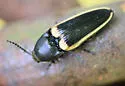 Ampedus oblessus - photo 2