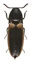 Ampedus oblessus - photo 3