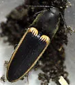 Ampedus oblessus - photo 4